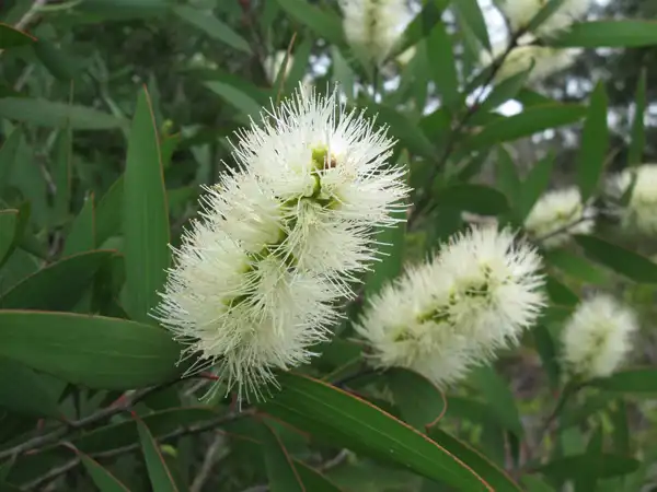 What is Melaleuca Extract?